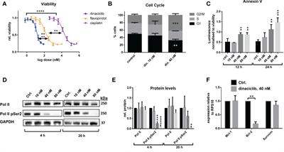 Dinaciclib as an effective pan-cyclin dependent kinase inhibitor in platinum resistant ovarian cancer